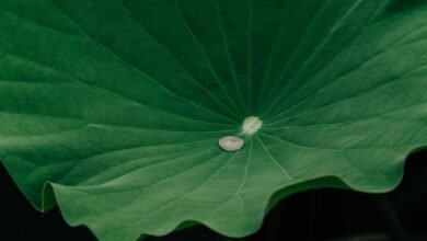 engagement retention growth signal